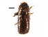  ( - CCDB-28537-A09)  @11 [ ] CreativeCommons - Attribution (2015) CBG Photography Group Centre for Biodiversity Genomics