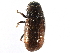  ( - CCDB-28537-B06)  @11 [ ] CreativeCommons - Attribution (2015) CBG Photography Group Centre for Biodiversity Genomics