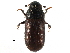  ( - CCDB-28537-B09)  @11 [ ] CreativeCommons - Attribution (2015) CBG Photography Group Centre for Biodiversity Genomics