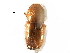  ( - CCDB-28537-C03)  @11 [ ] CreativeCommons - Attribution (2015) CBG Photography Group Centre for Biodiversity Genomics