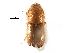 ( - CCDB-28537-C04)  @11 [ ] CreativeCommons - Attribution (2015) CBG Photography Group Centre for Biodiversity Genomics