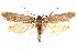  ( - CCDB-28538-A10)  @14 [ ] CreativeCommons - Attribution (2015) CBG Photography Group Centre for Biodiversity Genomics