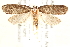  ( - CCDB-28538-C05)  @14 [ ] CreativeCommons - Attribution (2015) CBG Photography Group Centre for Biodiversity Genomics