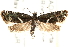  ( - CCDB-28538-E04)  @14 [ ] CreativeCommons - Attribution (2015) CBG Photography Group Centre for Biodiversity Genomics
