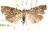  (Hypenodes sombrus - CCDB-28538-E12)  @15 [ ] CreativeCommons - Attribution (2015) CBG Photography Group Centre for Biodiversity Genomics