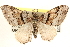  ( - CCDB-28538-F03)  @15 [ ] CreativeCommons - Attribution (2015) CBG Photography Group Centre for Biodiversity Genomics