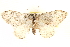  ( - CCDB-28538-F04)  @11 [ ] CreativeCommons - Attribution (2015) CBG Photography Group Centre for Biodiversity Genomics