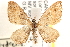  ( - CCDB-28538-F07)  @13 [ ] CreativeCommons - Attribution (2015) CBG Photography Group Centre for Biodiversity Genomics