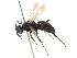  ( - CCDB-28540-B11)  @11 [ ] CreativeCommons - Attribution (2015) CBG Photography Group Centre for Biodiversity Genomics