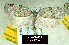  (Lozotaenia hesperia - NoA-08-383)  @13 [ ] Unspecified (default): All Rights Reserved  Unspecified Unspecified