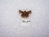  ( - MACN-Bar-Lep-ct 00137)  @12 [ ] Copyright (2011) MACN Museo Argentino de Ciencias Naturales 