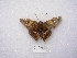  ( - MACN-Bar-Lep-ct 00141)  @12 [ ] Copyright (2011) MACN Museo Argentino de Ciencias Naturales 