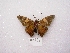  ( - MACN-Bar-Lep-ct 00142)  @12 [ ] Copyright (2011) MACN Museo Argentino de Ciencias Naturales 