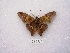  ( - MACN-Bar-Lep-ct 00143)  @12 [ ] Copyright (2011) MACN Museo Argentino de Ciencias Naturales 