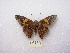  ( - MACN-Bar-Lep-ct 00144)  @12 [ ] Copyright (2011) MACN Museo Argentino de Ciencias Naturales 