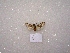  ( - MACN-Bar-Lep-ct 03025)  @12 [ ] Copyright (2011) MACN Museo Argentino de Ciencias Naturales 
