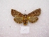  ( - MACN-Bar-Lep-ct 03031)  @14 [ ] Copyright (2011) MACN Museo Argentino de Ciencias Naturales 