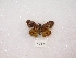  (Theagenes dichrous - MACN-Bar-Lep-ct 03152)  @12 [ ] Copyright (2012) MACN Museo Argentino de Ciencias Naturales 