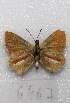  (Itylos moza - MACN-Bar-Lep-ct 06467)  @13 [ ] Copyright (2014) MACN Museo Argentino de Ciencias Naturales "Bernardino Rivadavia"