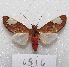  ( - MACN-Bar-Lep-ct 06576)  @14 [ ] Copyright (2014) MACN Museo Argentino de Ciencias Naturales "Bernardino Rivadavia"