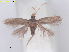  ( - RMNH.INS.15690)  @11 [ ] CreativeCommons  Attribution (by) (2022) Erik J. van Nieukerken-Naturalis Naturalis Biodiversity Center
