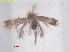  ( - RMNH.INS.15693)  @11 [ ] CreativeCommons  Attribution (by) (2022) Erik J. van Nieukerken-Naturalis Naturalis Biodiversity Center