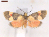  ( - CLV6918)  @11 [ ] CreativeCommons  Attribution Non-Commercial Share-Alike (2019) Carlos Lopez Vaamonde Institut National de la Recherche Agronomique, Zoologie Forestiere