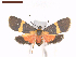  ( - CLV6958)  @11 [ ] CreativeCommons  Attribution Non-Commercial Share-Alike (2019) Carlos Lopez Vaamonde Institut National de la Recherche Agronomique, Zoologie Forestiere