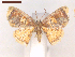  ( - CLV6965)  @11 [ ] CreativeCommons  Attribution Non-Commercial Share-Alike (2019) Carlos Lopez Vaamonde Institut National de la Recherche Agronomique, Zoologie Forestiere
