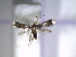  ( - IO0299)  @11 [ ] CreativeCommons - Attribution Non-Commercial Share-Alike (2015) Carlos Lopez Vaamonde Institut National Recherche Agronomique Zoologie Forestiere