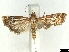  ( - CLV6357)  @11 [ ] CreativeCommons  Attribution Non-Commercial Share- (2018) Carlos Lopez Vaamonde Institut National de la Recherche Agronomique, Zoologie Forestiere