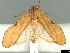  ( - CLV7199)  @13 [ ] CreativeCommons  Attribution Non-Commercial Share-Alike (2018) Carlos Lopez Vaamonde Institut National de la Recherche Agronomique, Zoologie Forestiere