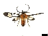  ( - CLV7216)  @11 [ ] CreativeCommons  Attribution Non-Commercial Share-Alike (2018) Carlos Lopez Vaamonde Institut National de la Recherche Agronomique, Zoologie Forestiere