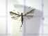  ( - IO0427)  @14 [ ] CreativeCommons - Attribution Non-Commercial Share-Alike (2015) Carlos Lopez Vaamonde Institut National Recherche Agronomique Zoologie Forestiere