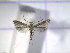 ( - IO0276)  @14 [ ] CreativeCommons - Attribution Non-Commercial Share-Alike (2015) Carlos Lopez Vaamonde Institut National Recherche Agronomique Zoologie Forestiere