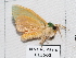  ( - EL3662)  @12 [ ] CreativeCommons - Attribution (2015) Rodolphe Rougerie Muséum national d'Histoire Naturelle, Paris