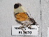  ( - EL3670)  @13 [ ] CreativeCommons - Attribution (2015) Rodolphe Rougerie Muséum national d'Histoire Naturelle, Paris