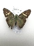  (Aguna spicata - PM0300)  @11 [ ] by-nc (2019) Unspecified Museo de Historia Natural, Lima, UNMSM