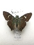  ( - PM0308)  @11 [ ] by-nc (2019) Unspecified Museo de Historia Natural, Lima, UNMSM