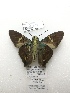  ( - PM0308)  @11 [ ] by-nc (2019) Unspecified Museo de Historia Natural, Lima, UNMSM