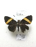  ( - PM0319)  @11 [ ] by-nc (2019) Unspecified Museo de Historia Natural, Lima, UNMSM