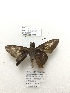  ( - PM0320)  @11 [ ] by-nc (2019) Unspecified Museo de Historia Natural, Lima, UNMSM