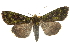  ( - BIOUG07590-D10)  @14 [ ] CreativeCommons - Attribution (2013) CBG Photography Group Centre for Biodiversity Genomics