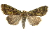 ( - BIOUG07590-E03)  @14 [ ] CreativeCommons - Attribution (2013) CBG Photography Group Centre for Biodiversity Genomics