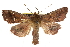  (Mythimna sp - BIOUG07590-H09)  @15 [ ] CreativeCommons - Attribution (2013) CBG Photography Group Centre for Biodiversity Genomics