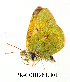  (Colias rankinensis - RR-COHE-NU001)  @12 [ ] Unspecified (default): All Rights Reserved  Unspecified Unspecified