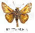  (Hesperia pahaska - RR-HEPA-ND001)  @15 [ ] Unspecified (default): All Rights Reserved  Unspecified Unspecified