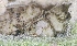  ( - NK2346)  @11 [ ] Copyright (2024) Natalia Kirichenko Sukachev institute of Forest SB RAS