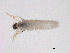  ( - BIOUG03297-B03)  @13 [ ] CreativeCommons - Attribution (2013) Trevor Bringloe Centre for Biodiversity Genomics