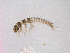  ( - BIOUG04846-D06)  @13 [ ] CreativeCommons - Attribution (2013) Trevor Bringloe Centre for Biodiversity Genomics